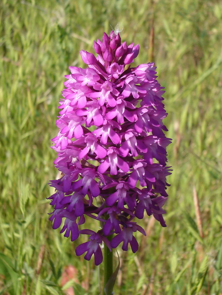 Anacamptis pyramidalis